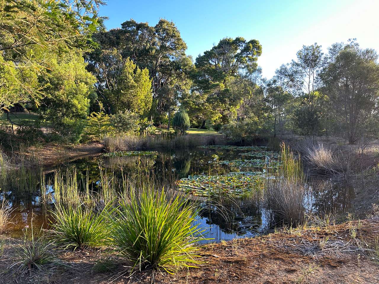 Dams on Property to walk around and spot Turtles, Frogs, Fish and Eels