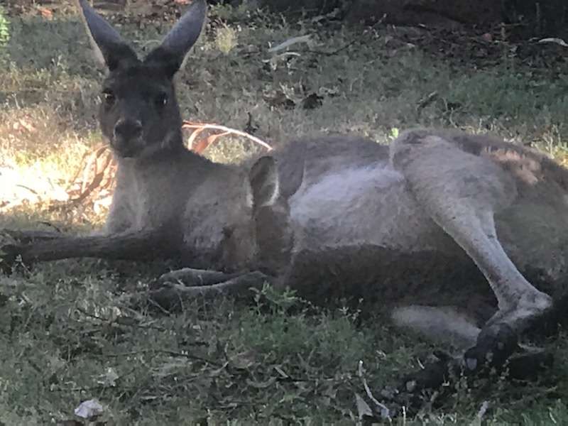 Mother and joey.