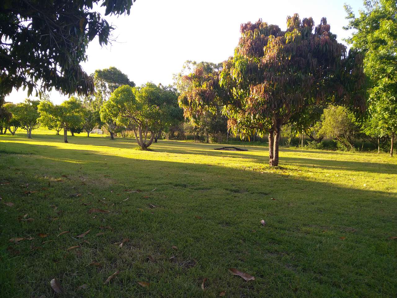 The Mango ranch