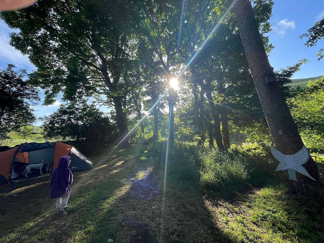 Woodland Wonder Pitch (dog-friendly)