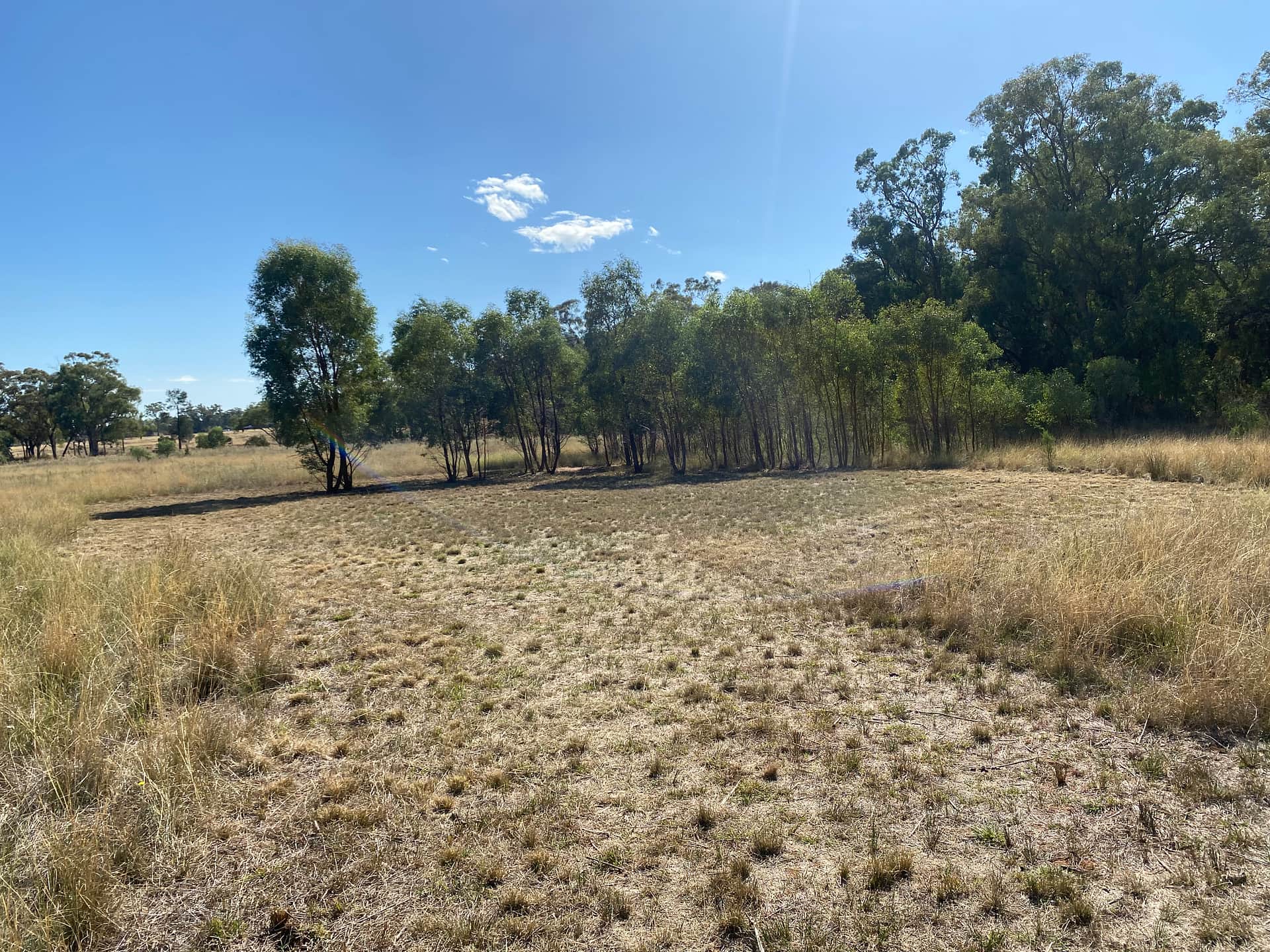Site 1 - Fire Pit and lots of small gum trees. Favourite spot for Kangaroos.