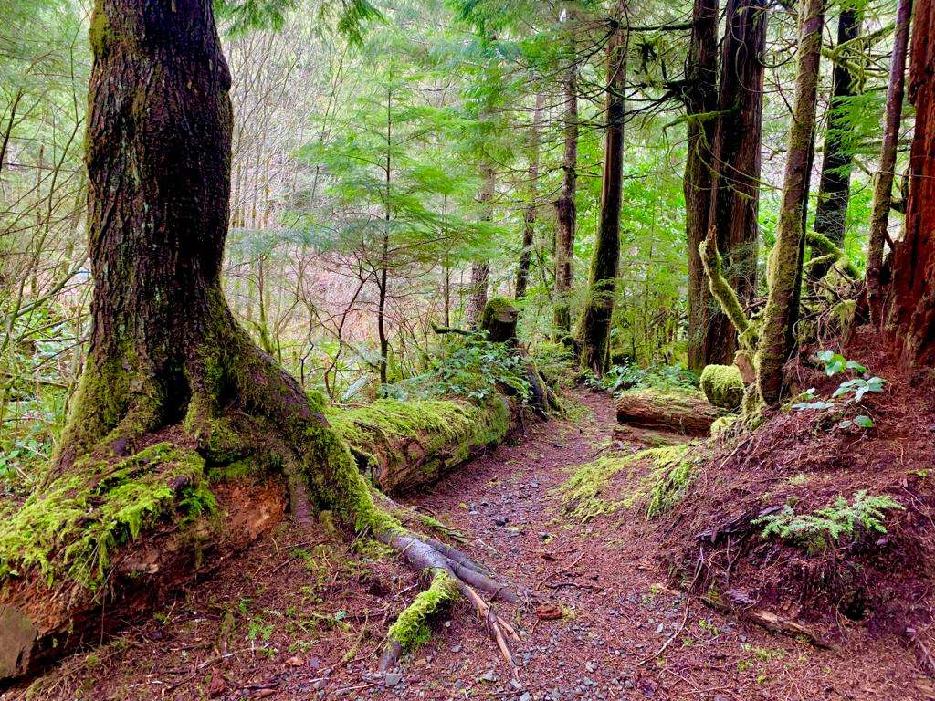Camp in the sol duc rainforest. On the Olympic discovery trail. Mile 35.5. Tent deck is 10 by 10 ft. Covered kitchens. Warm showers. Semi private location. 1 mile from the hotsprings park entrance. 2 miles from lake crescent.