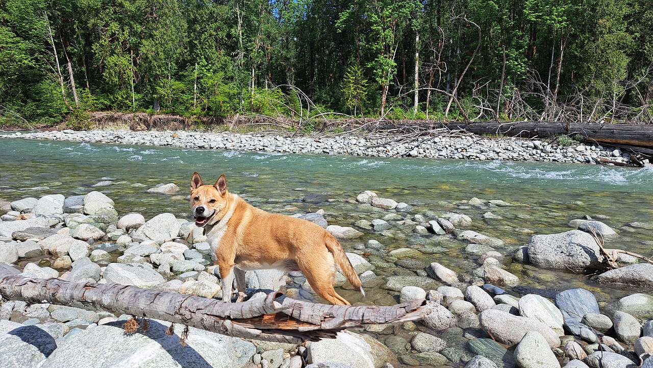 View pets photos of Cascade River Retreat