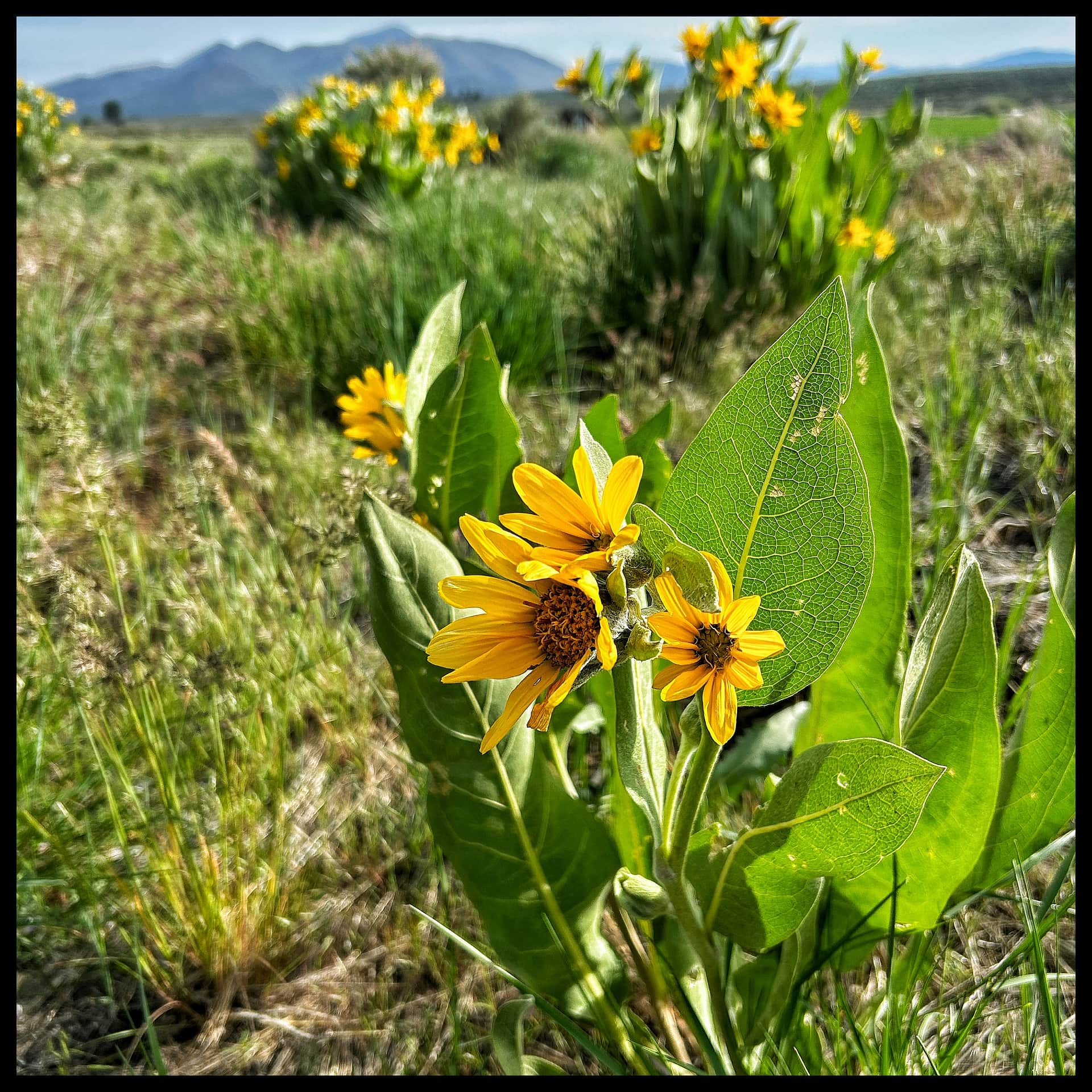 Balsam root bloom