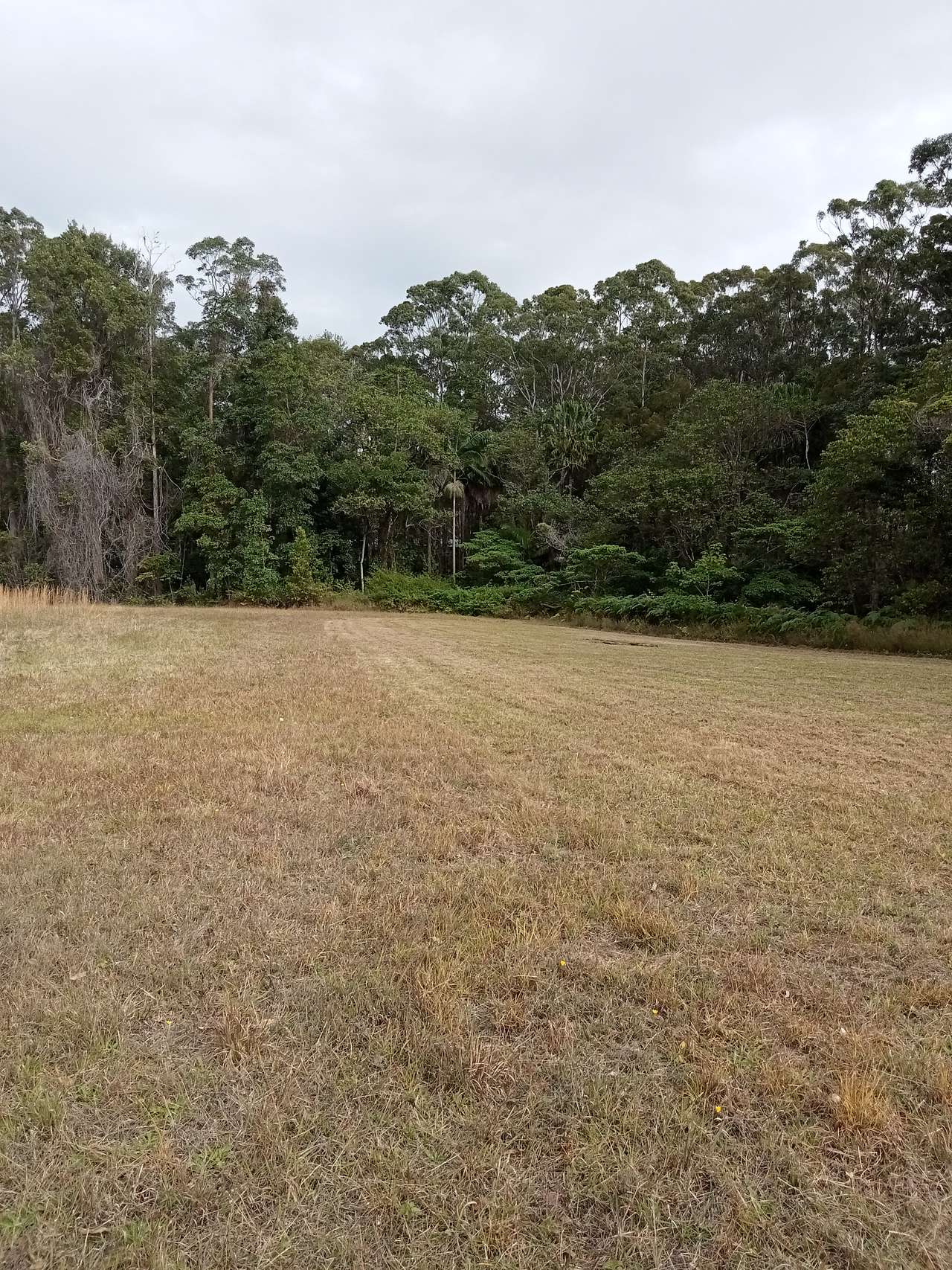 Beautiful level lawned campsite complete with kangaroos and abundant birdlife!

