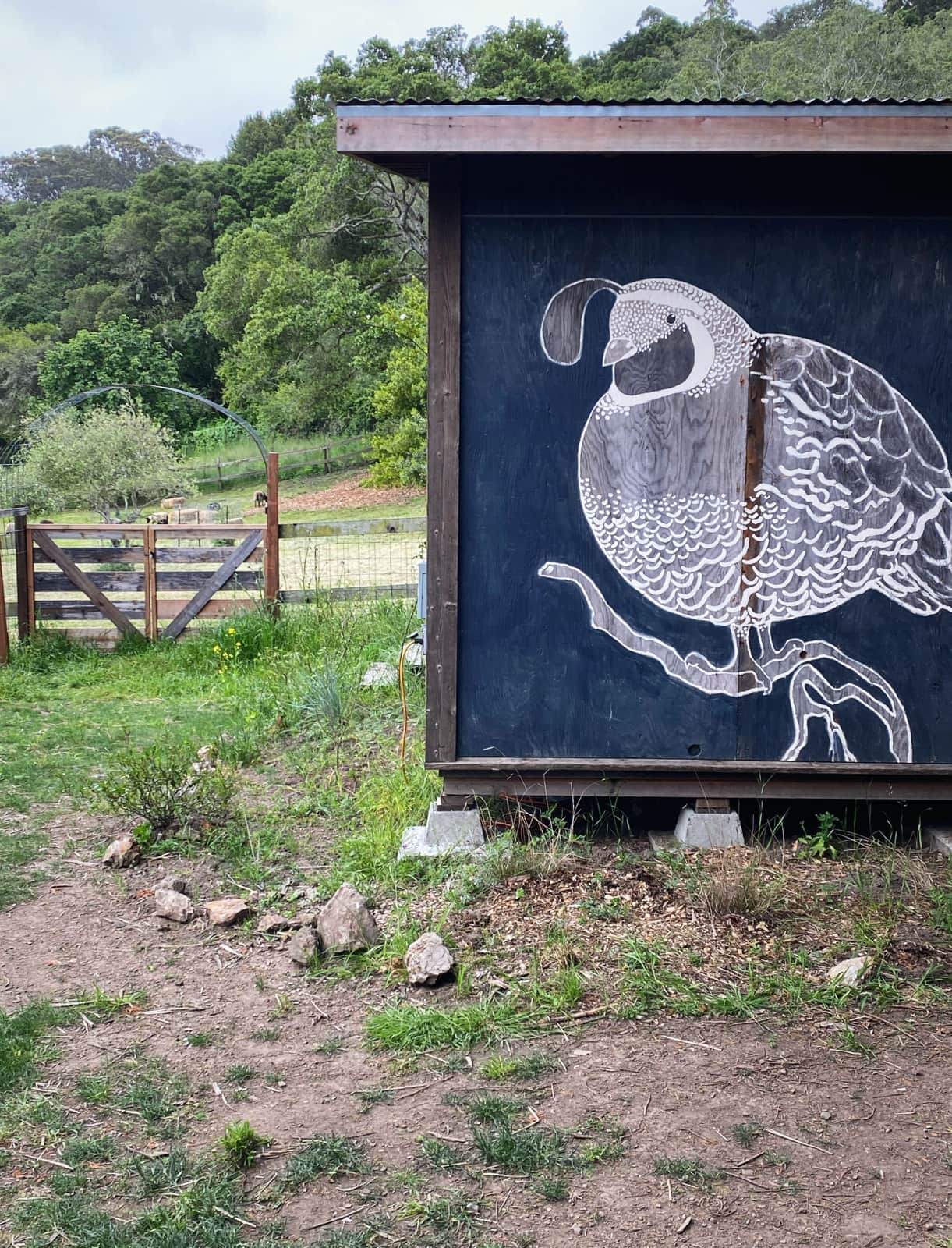 Meadow camping in Bolinas