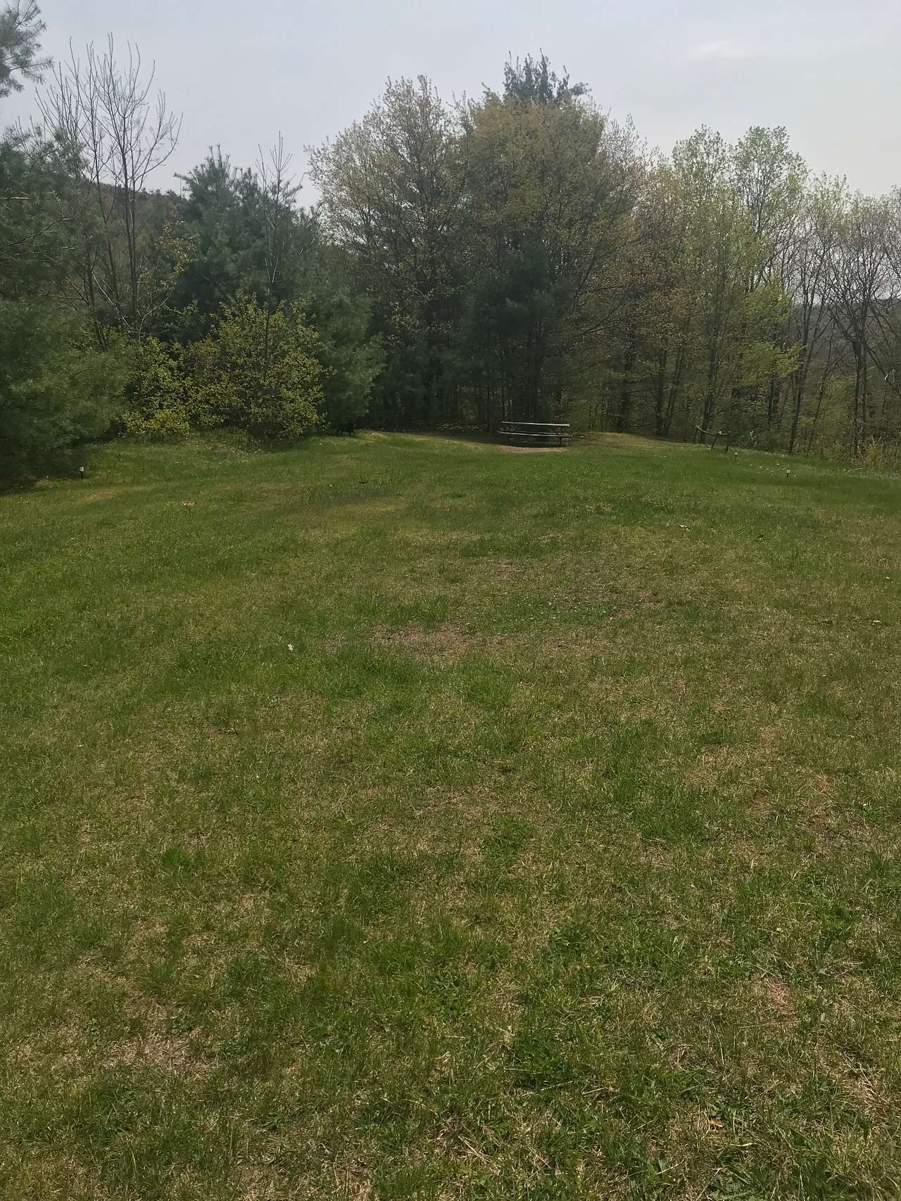 Newer campsite photo without the 2 small pine trees