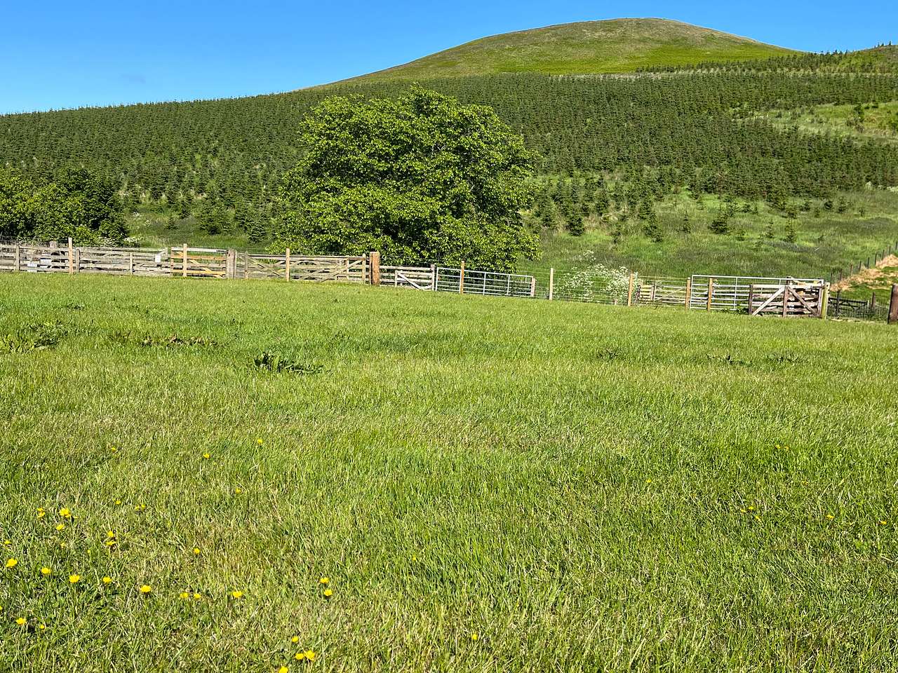 Beirhope Alpacas