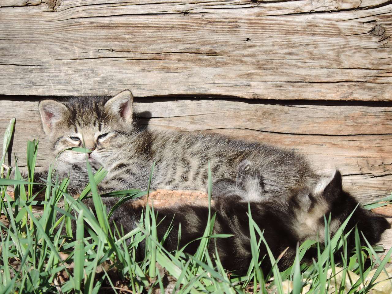 View pets photos of Frenchman's Creek Ranch