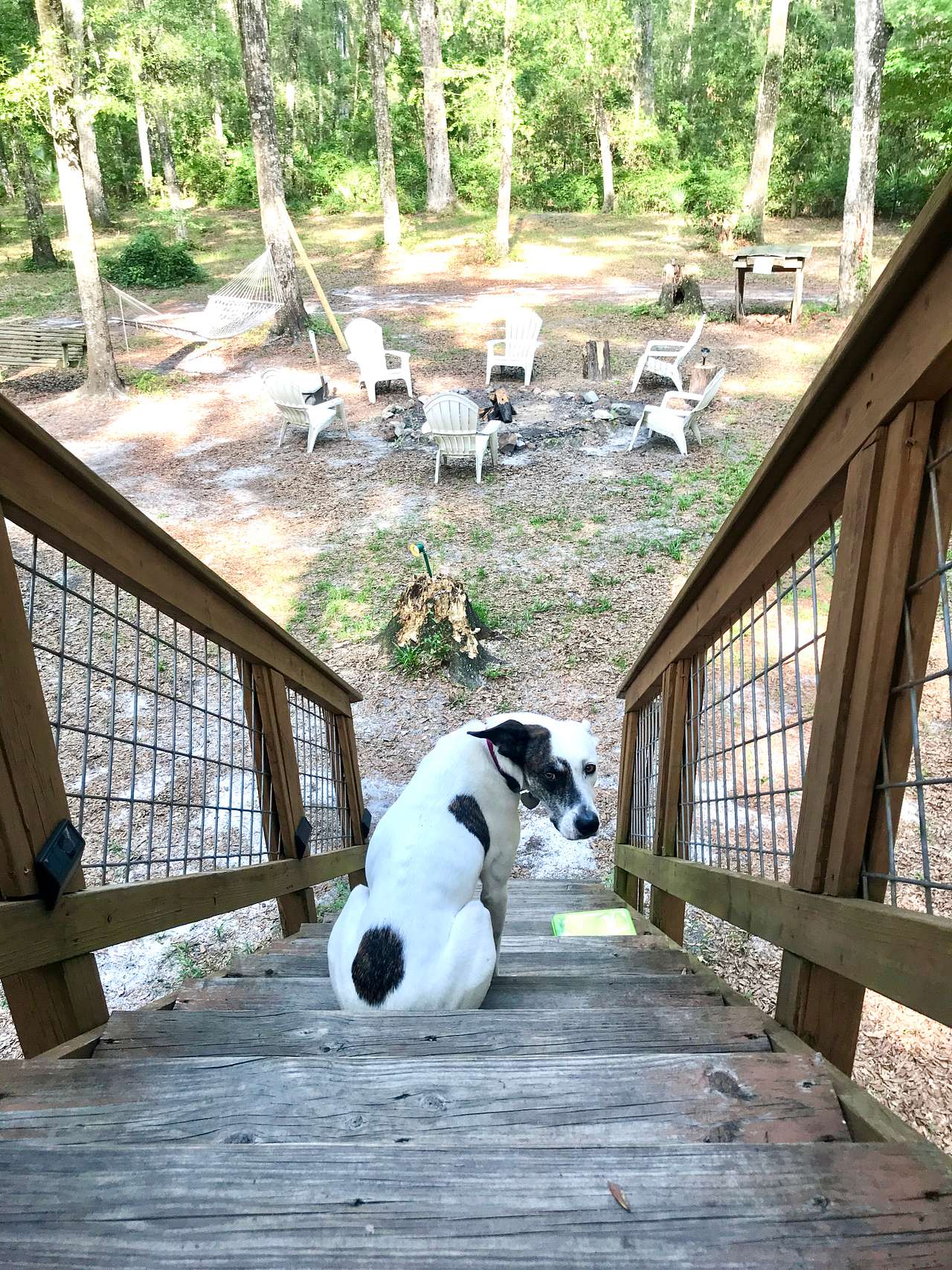 View pets photos of Treehouse Cabin Retreat - Florida