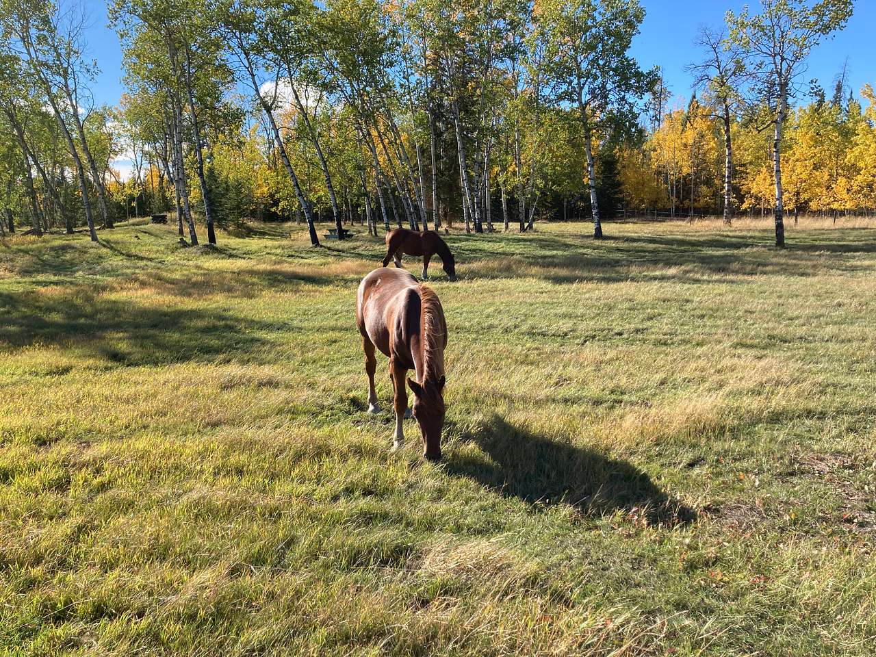 Little Horse Lodge