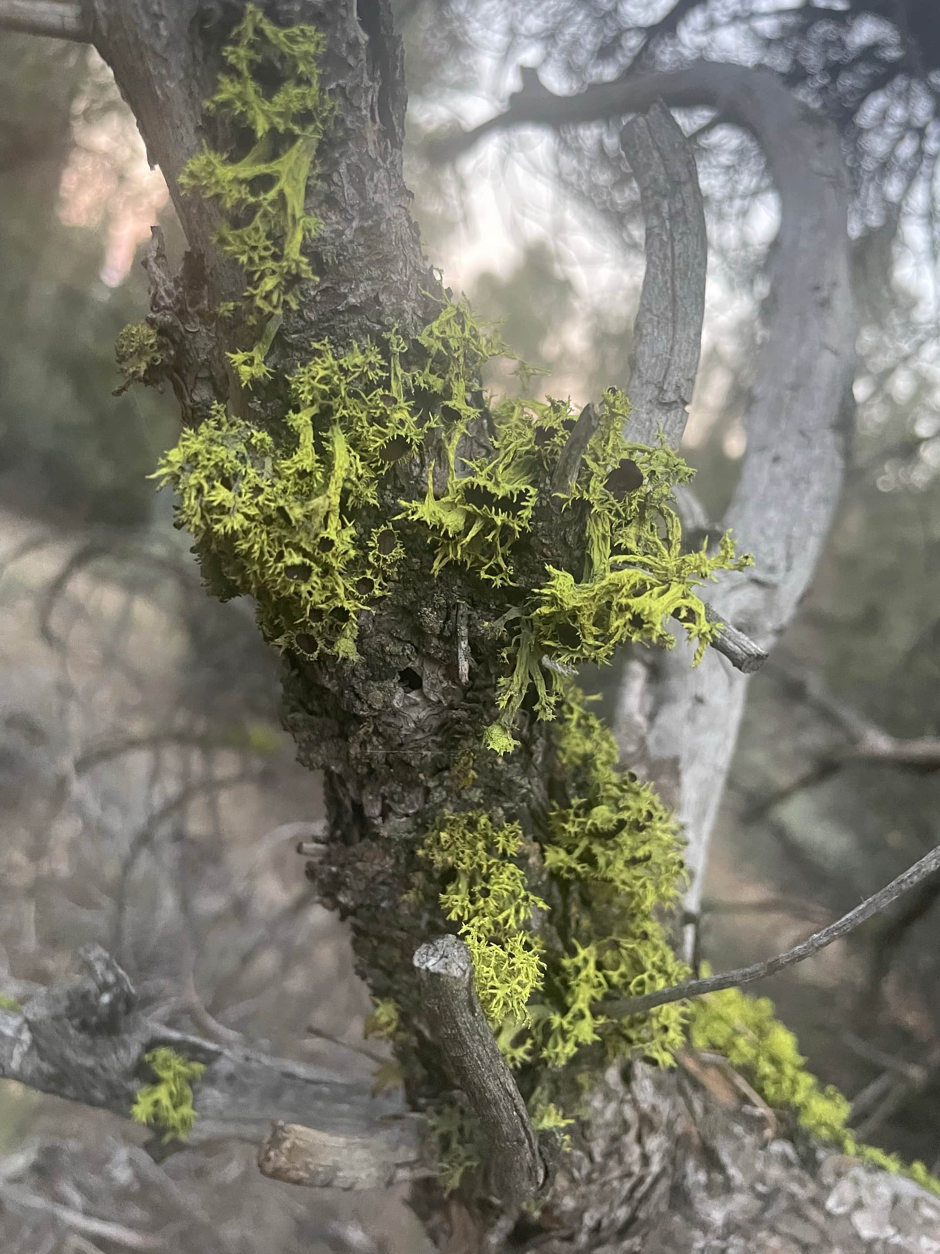 Gem of the Bend (Horses welcome)