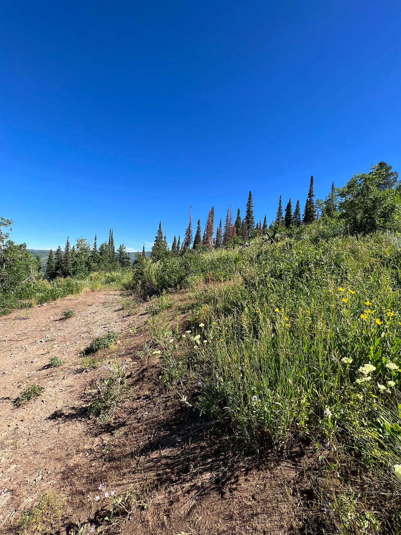 Wildflowers near Yurt