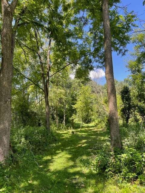 Multiple walking paths through the forest