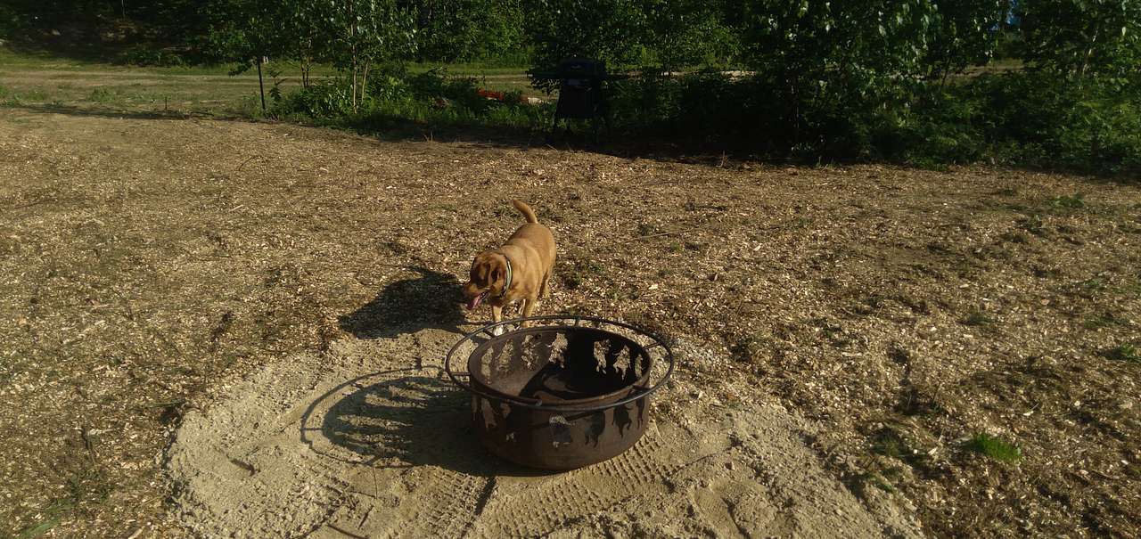 View pets photos of Someday Farm and Forest