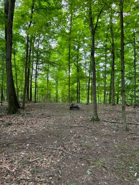 Great open area under the canopy for camping.