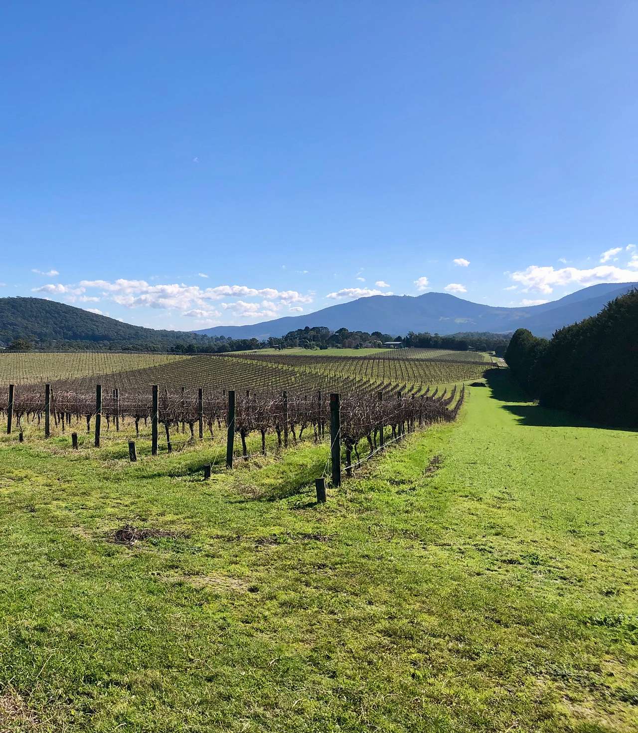 Summerhill Vineyard