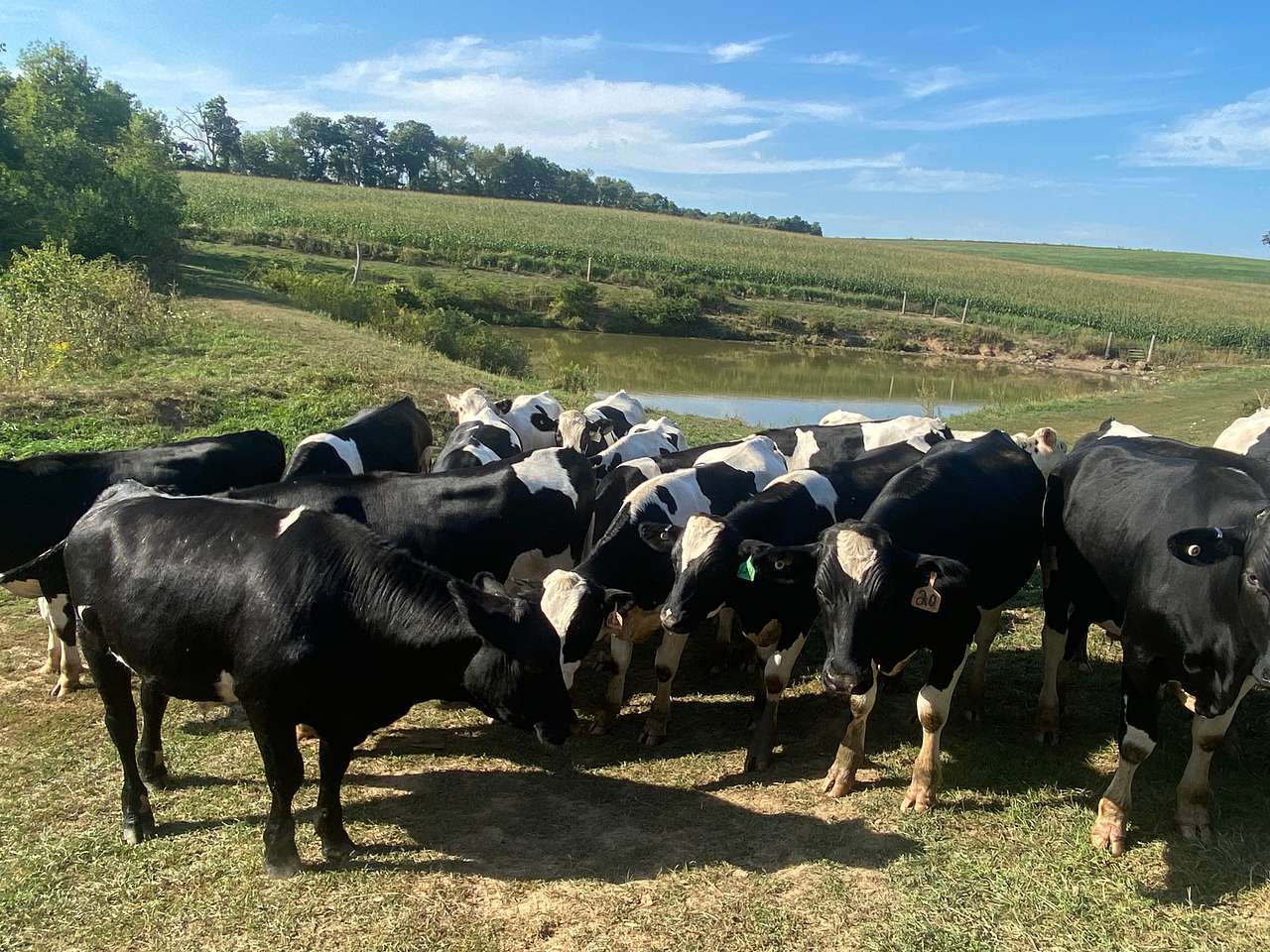 The Heifer Pasture