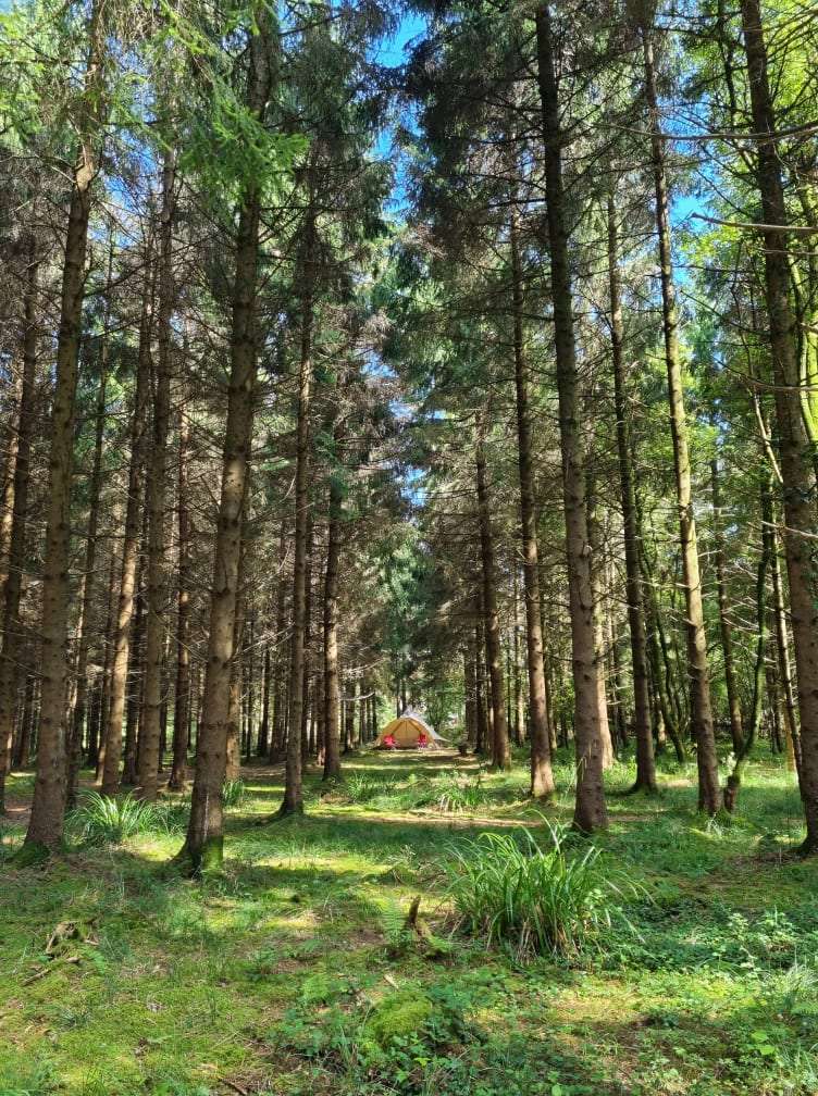 Bridgewood Camping - Woodland camps