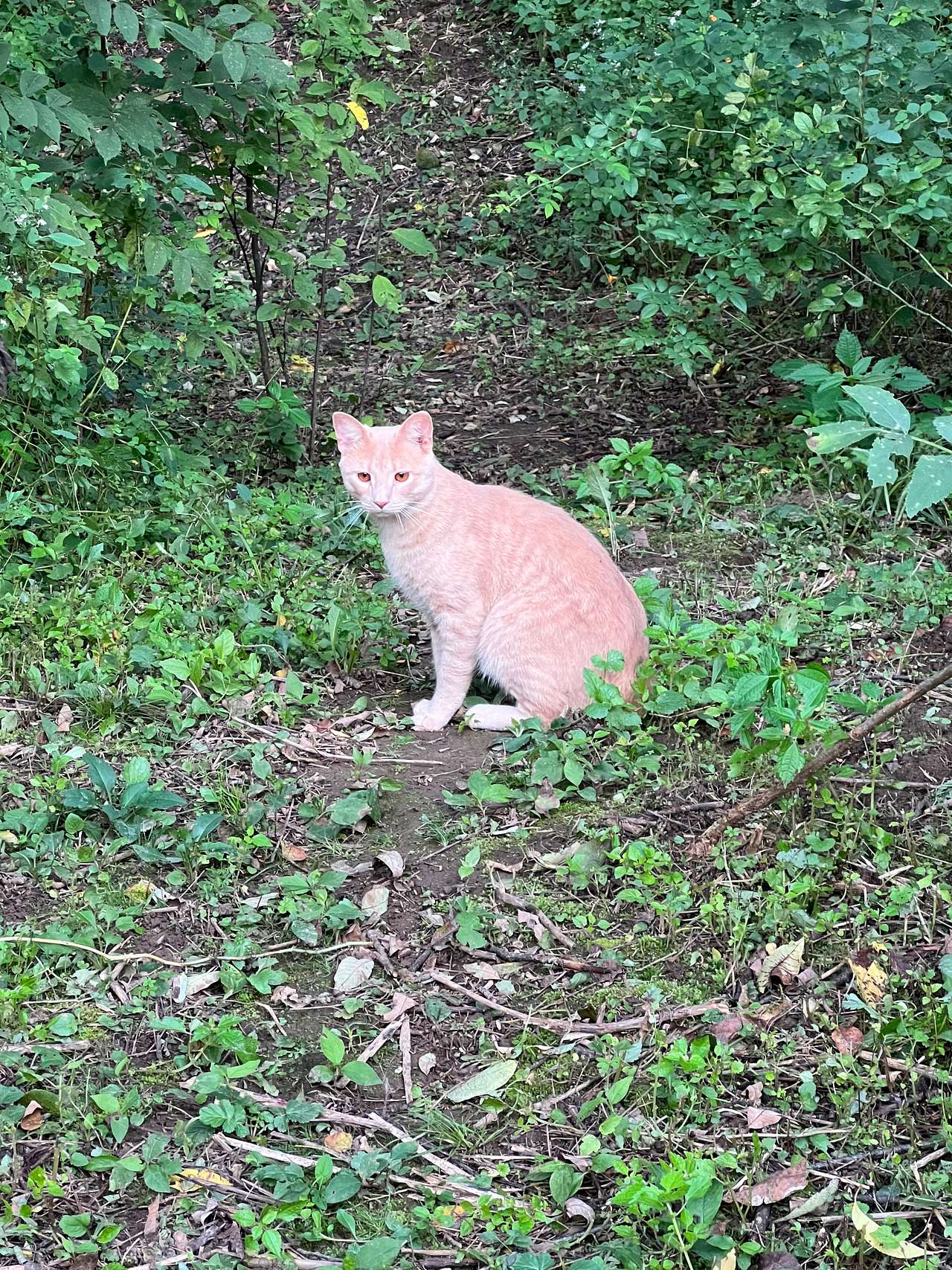 Woods kitty 🐈‍⬛ 