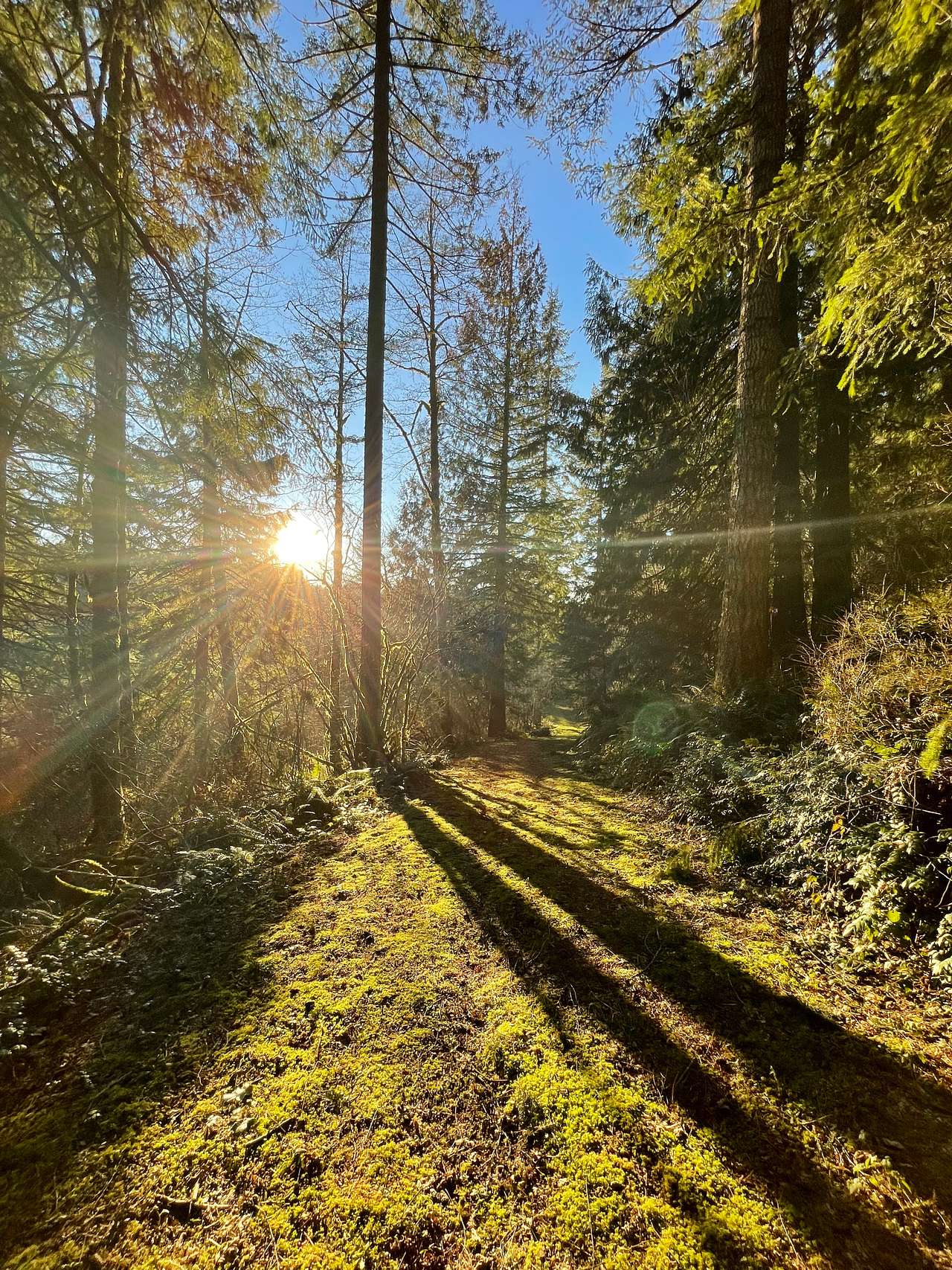 Mt Hood Vanlife Oasis w/ Coworking!