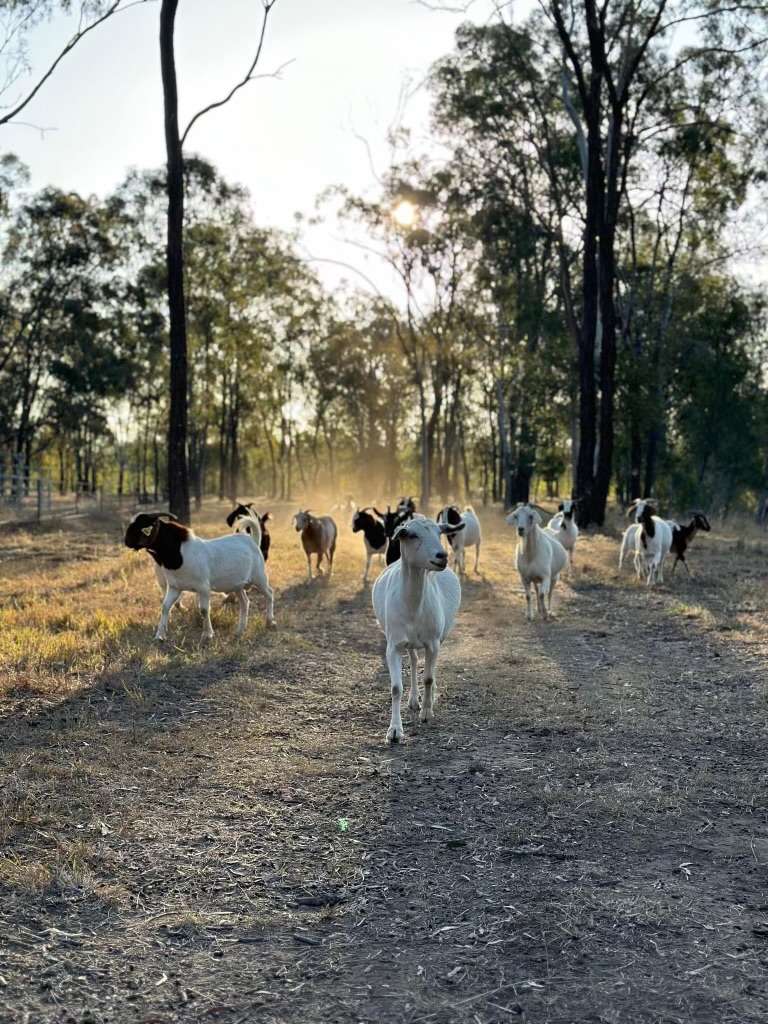 Our family goats 🐐 