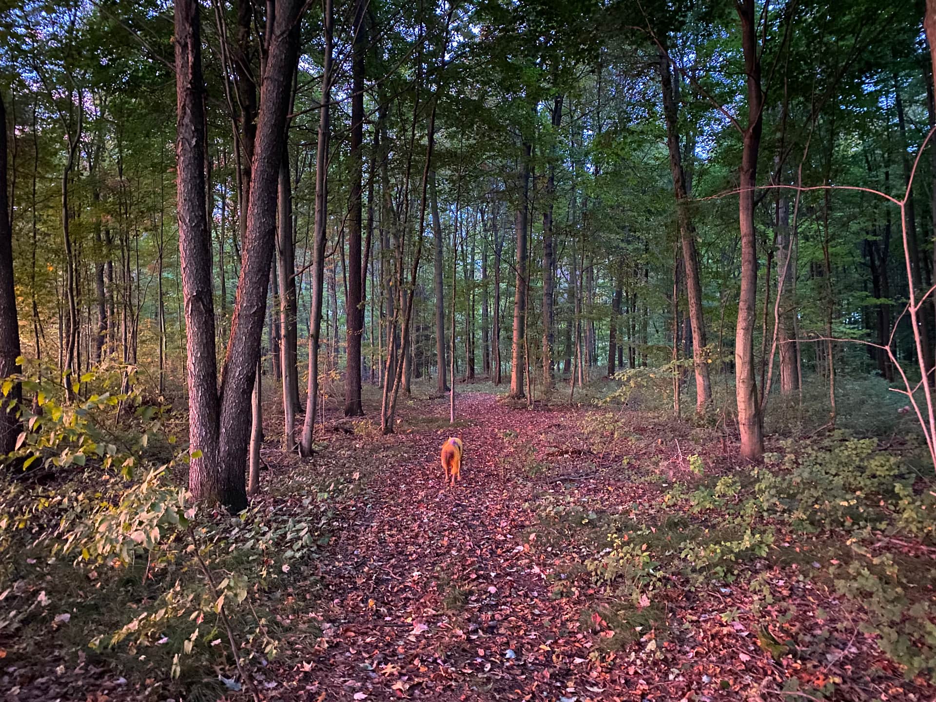 Spring Arbour Magic Forest &Trails!