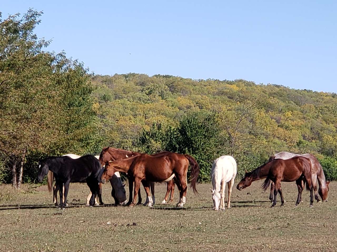 Horses in the morning 
