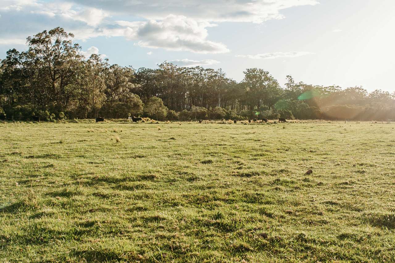 The Wandy Donkey Camp