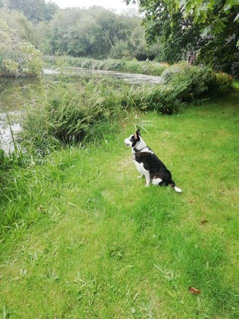 View pets photos of Polgwedhen Lodge