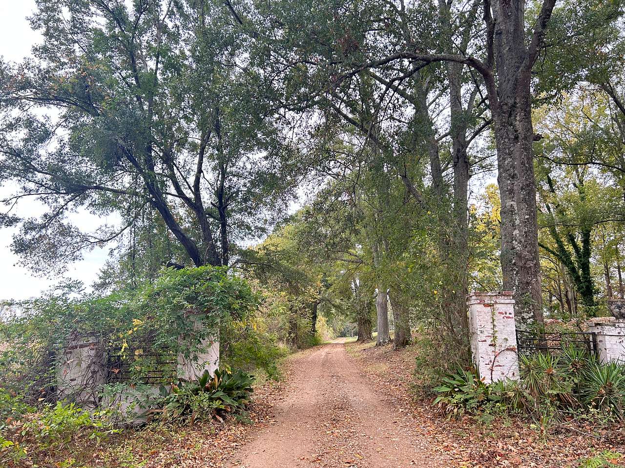 Louisiana Plantation River Bank