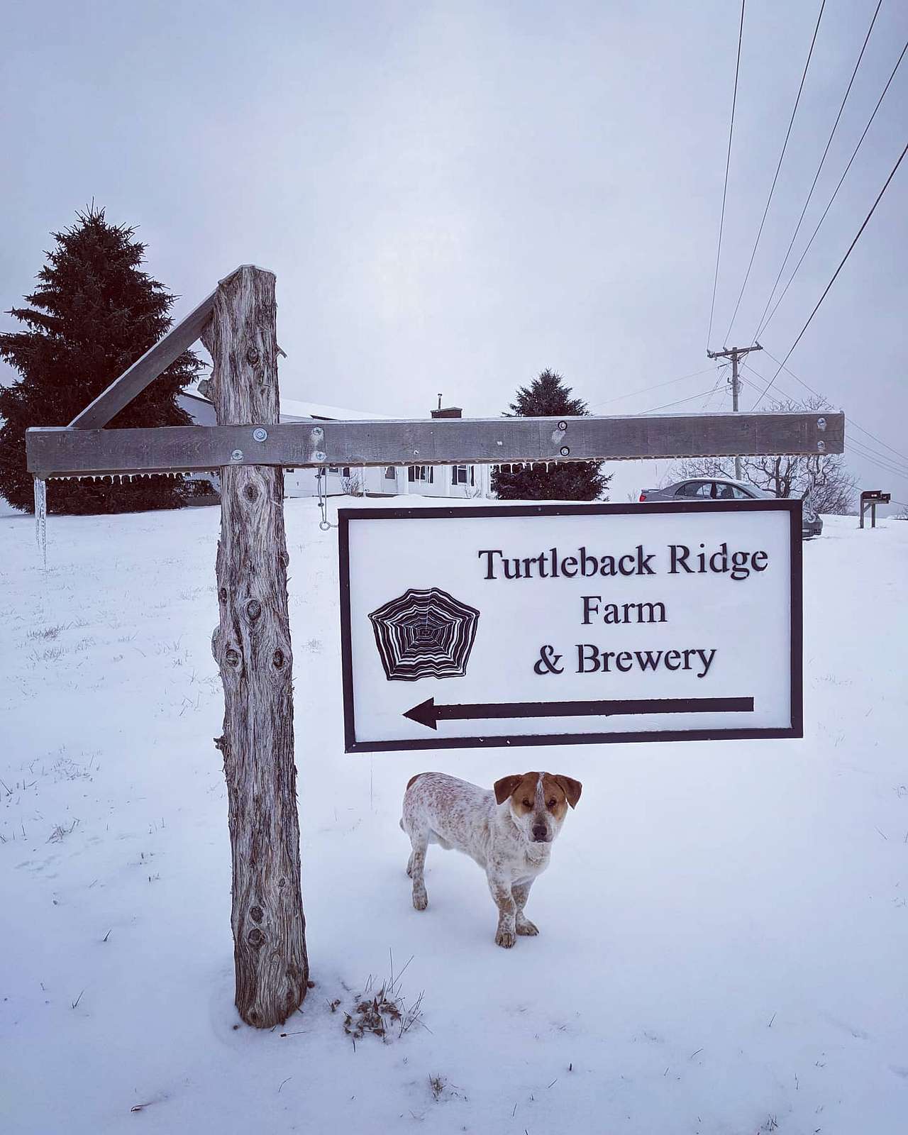 Turtleback Ridge