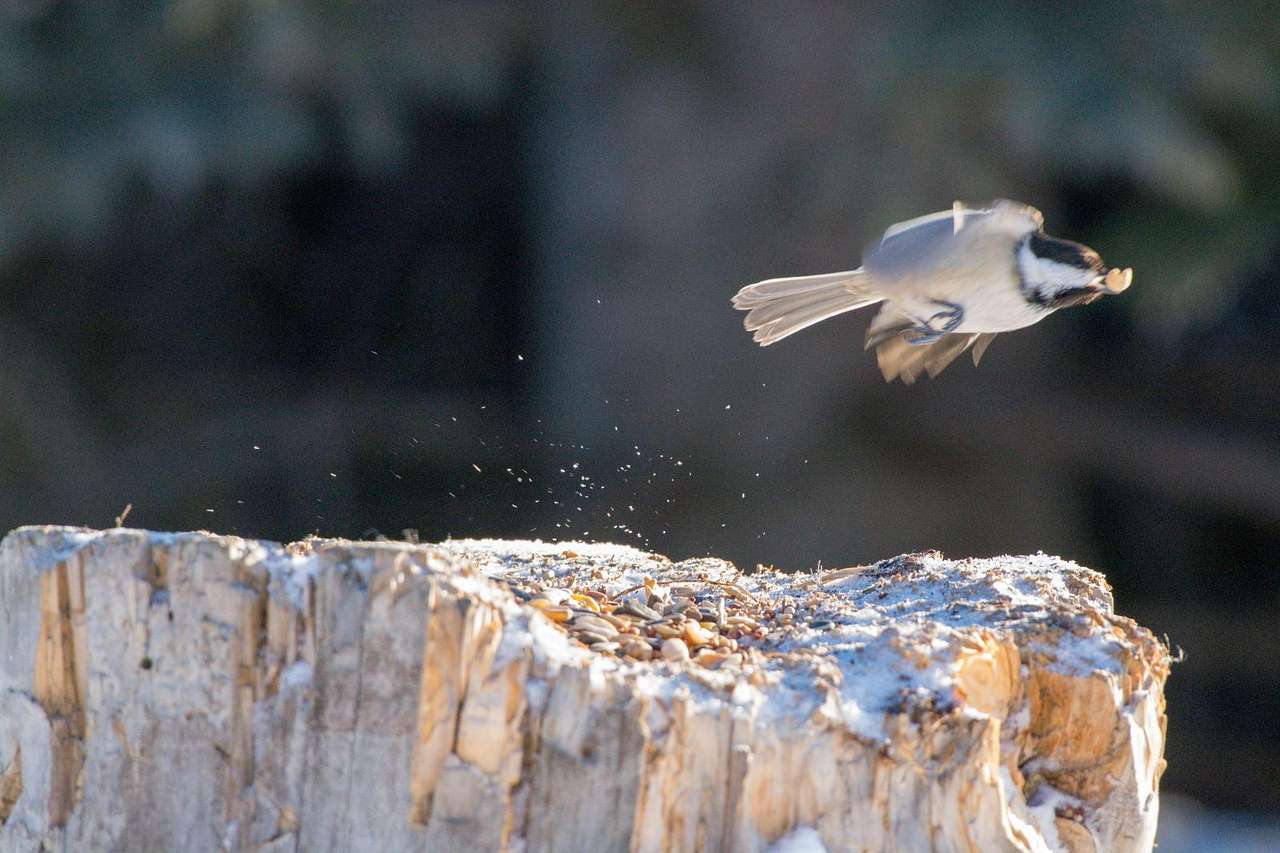 Ravens Valley Chickadee chalet