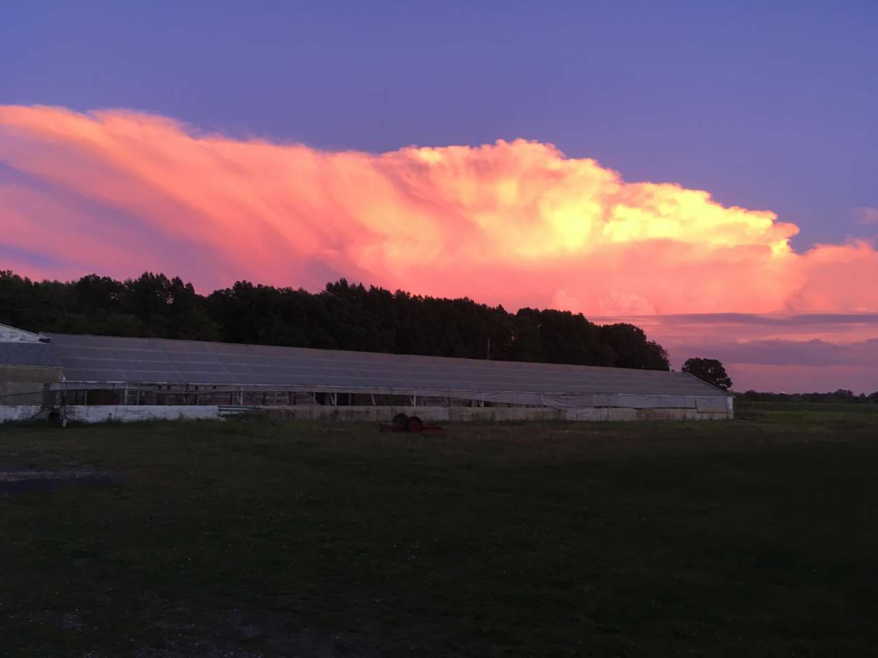 Bracy Gold Bison Ranch