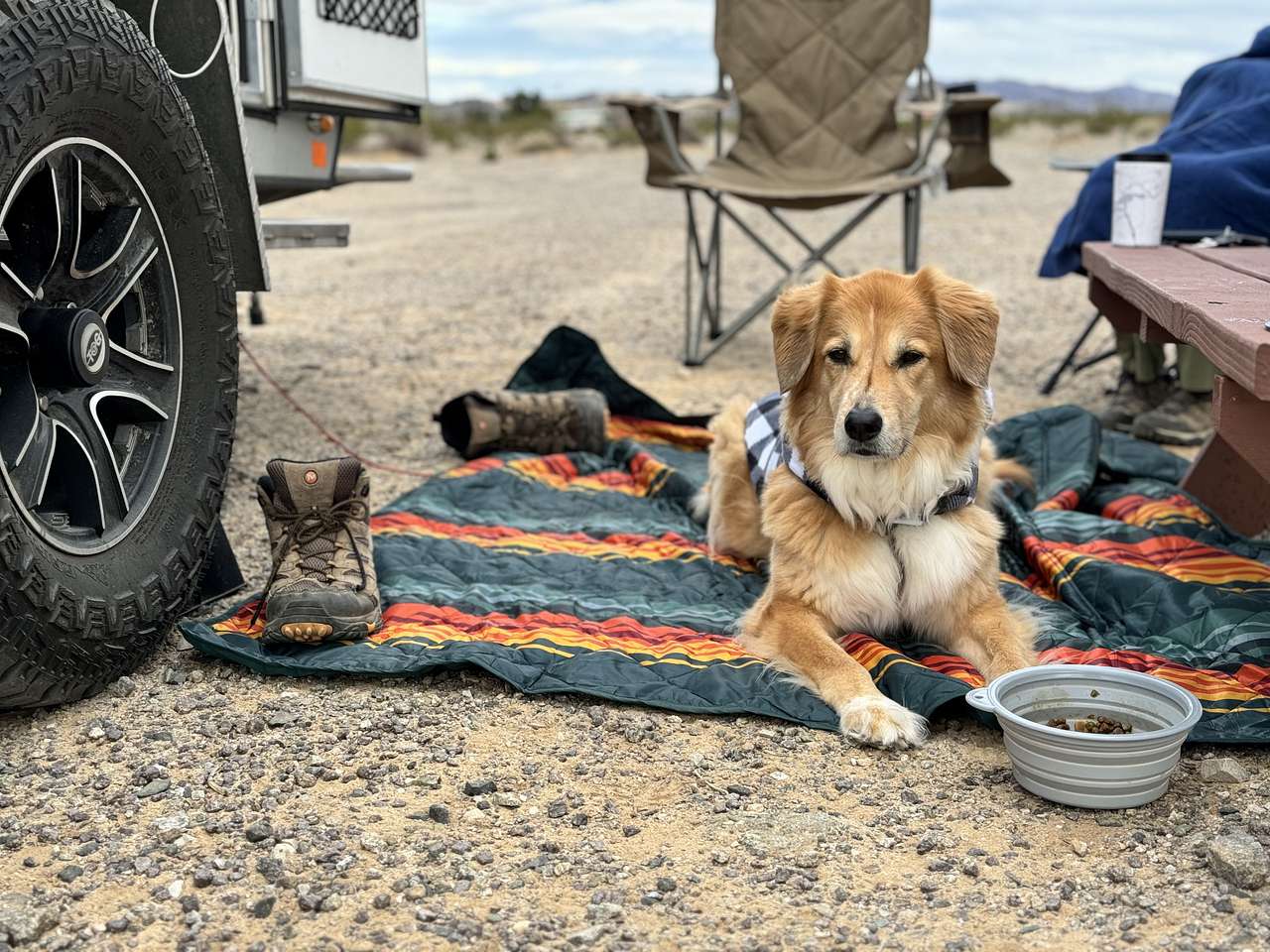 View pets photos of Joshua Tree Container Resort
