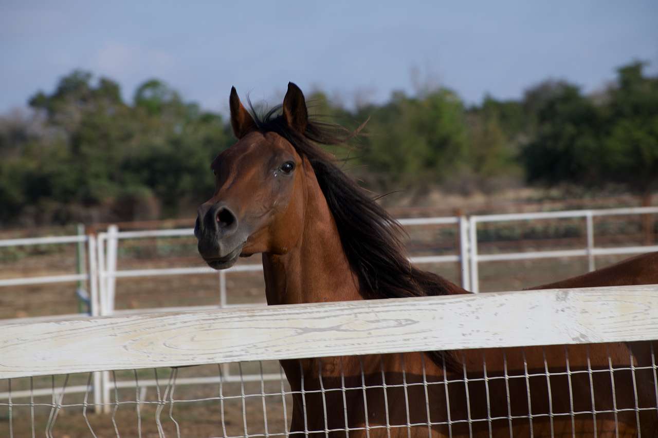 KW Equine Sanctuary and Ranch