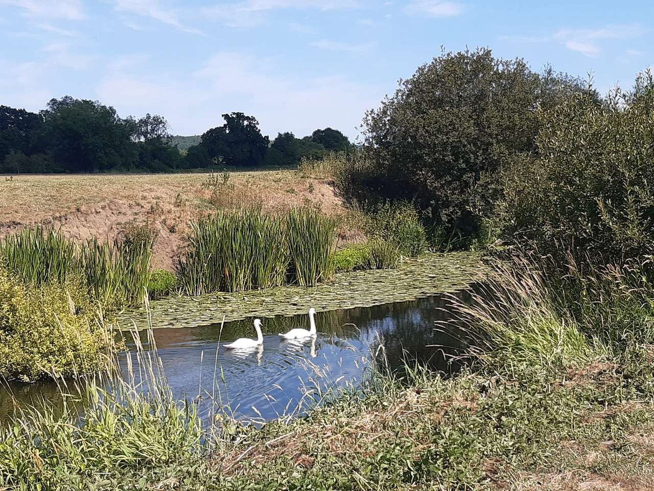 Picture of the site
