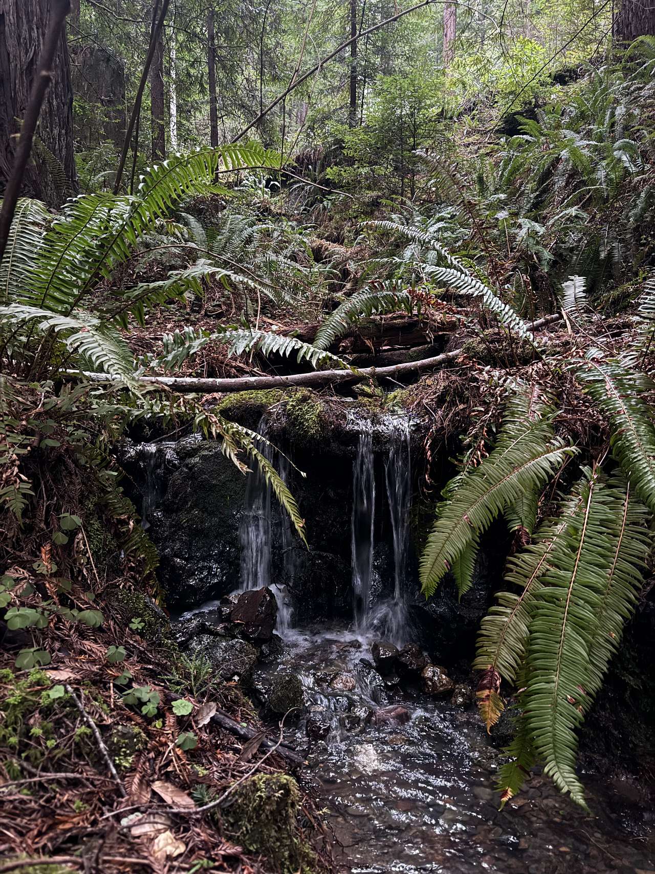 Whispering Redwood Creek