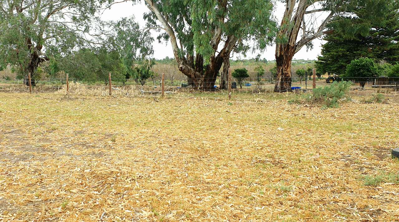 Carolyn's Farm