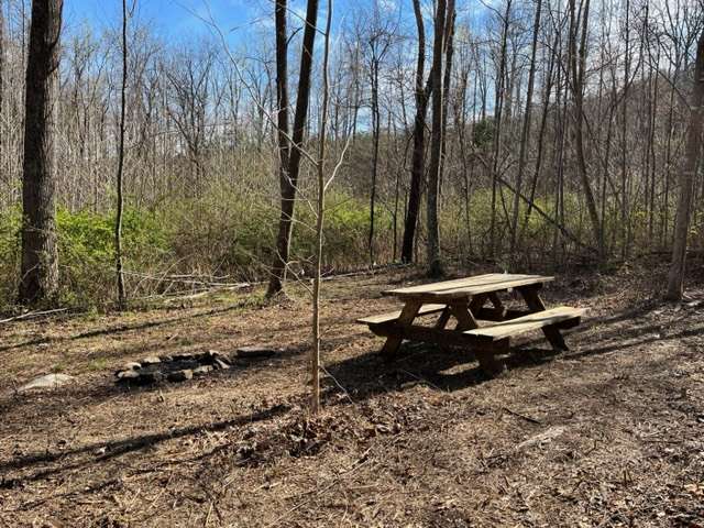 A lightly wooded, sunny spot at the back of our farm. 