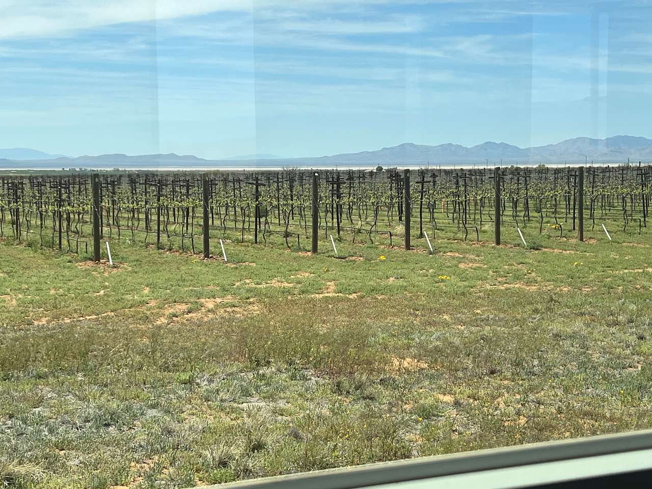 Birds and Barrels Vineyards
