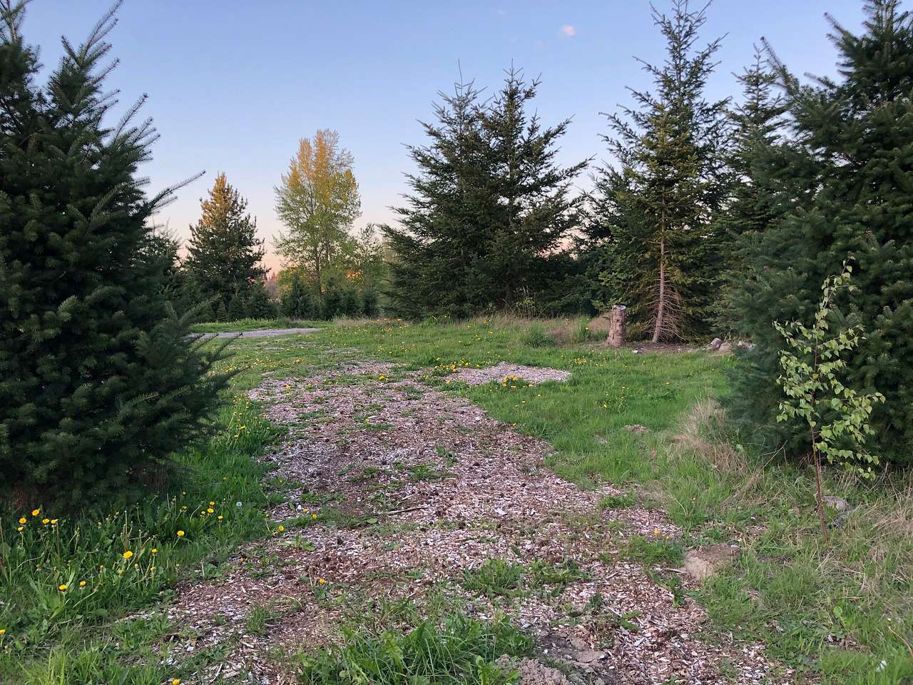 Jo-El Tree Farm