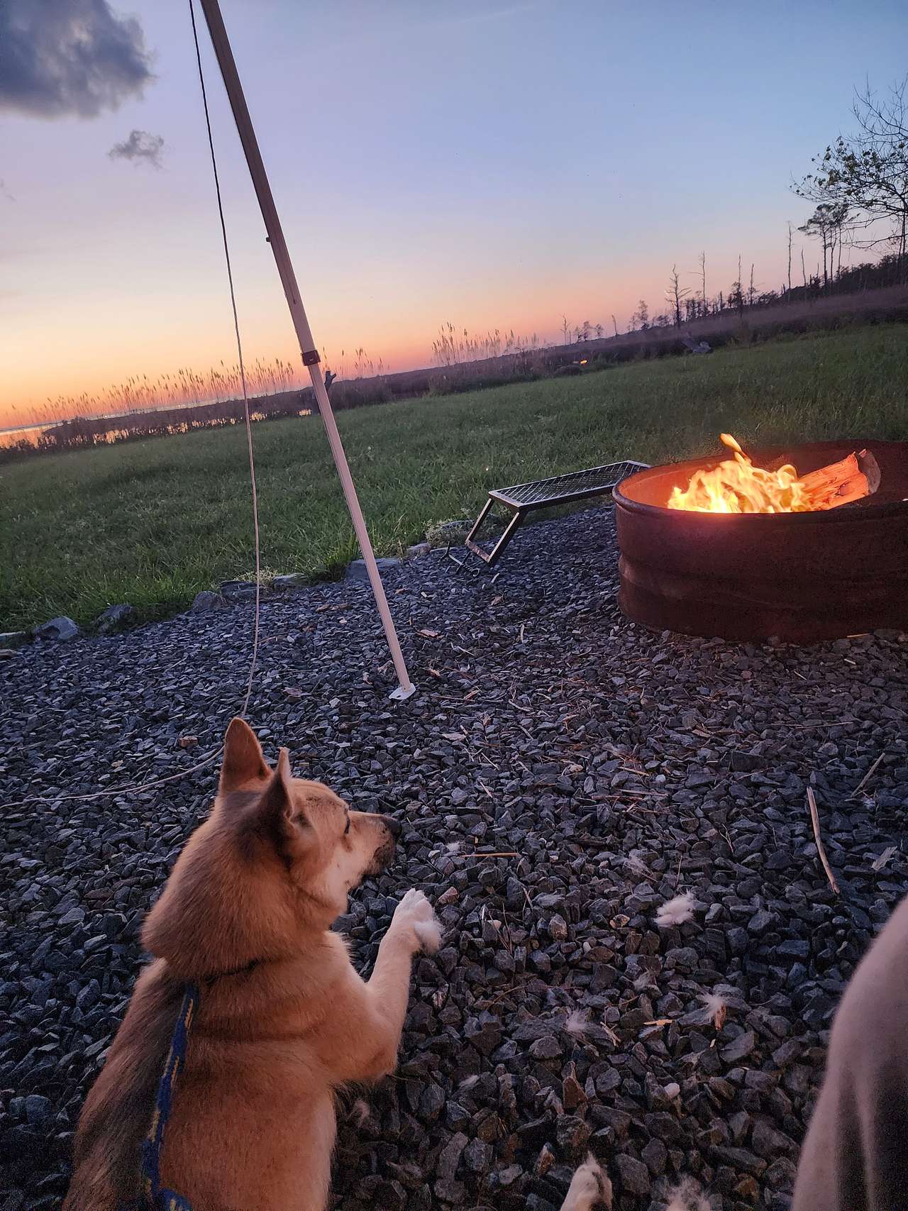 View pets photos of Parson’s Landing