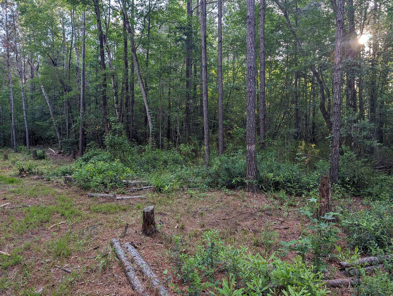 Picture of the site