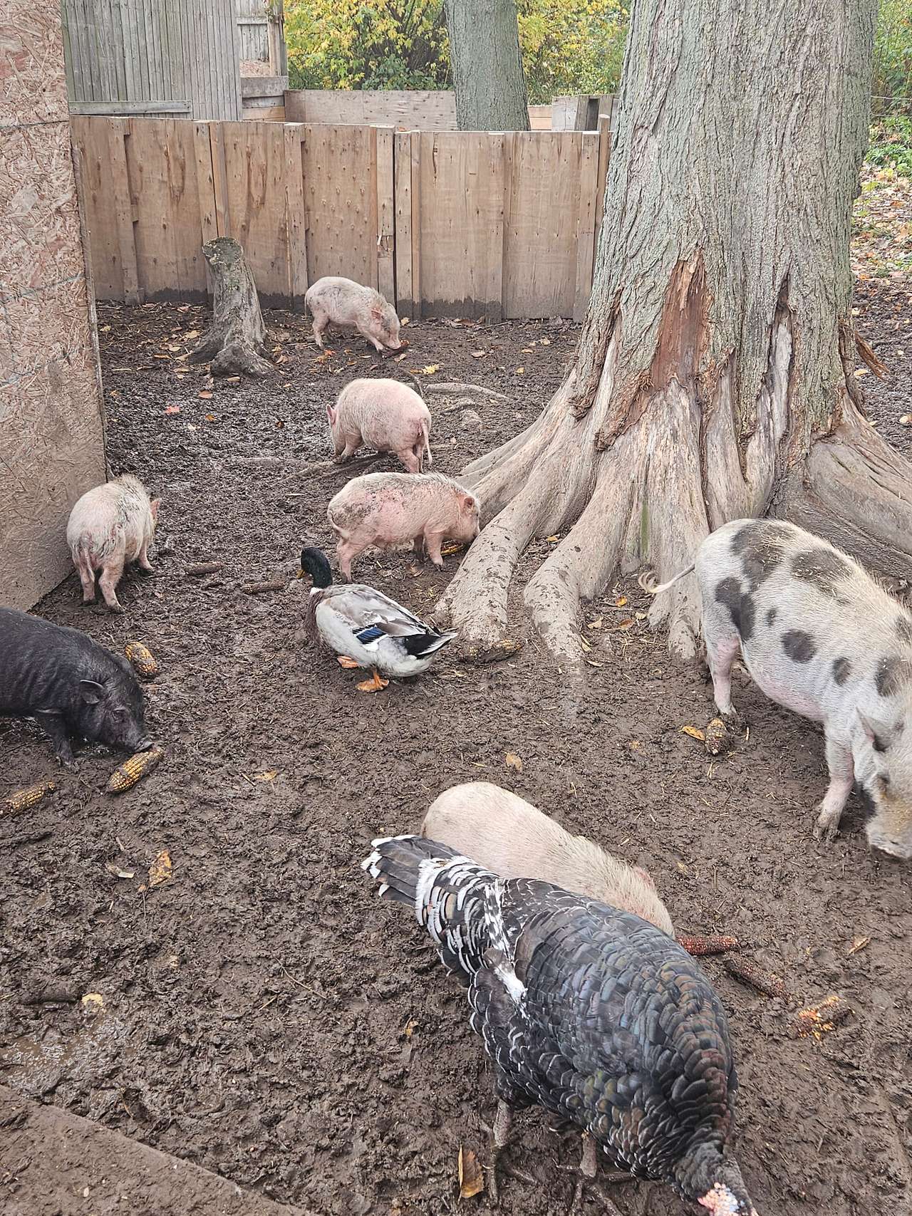 A Waggin' Good Time At Mellow Acres
