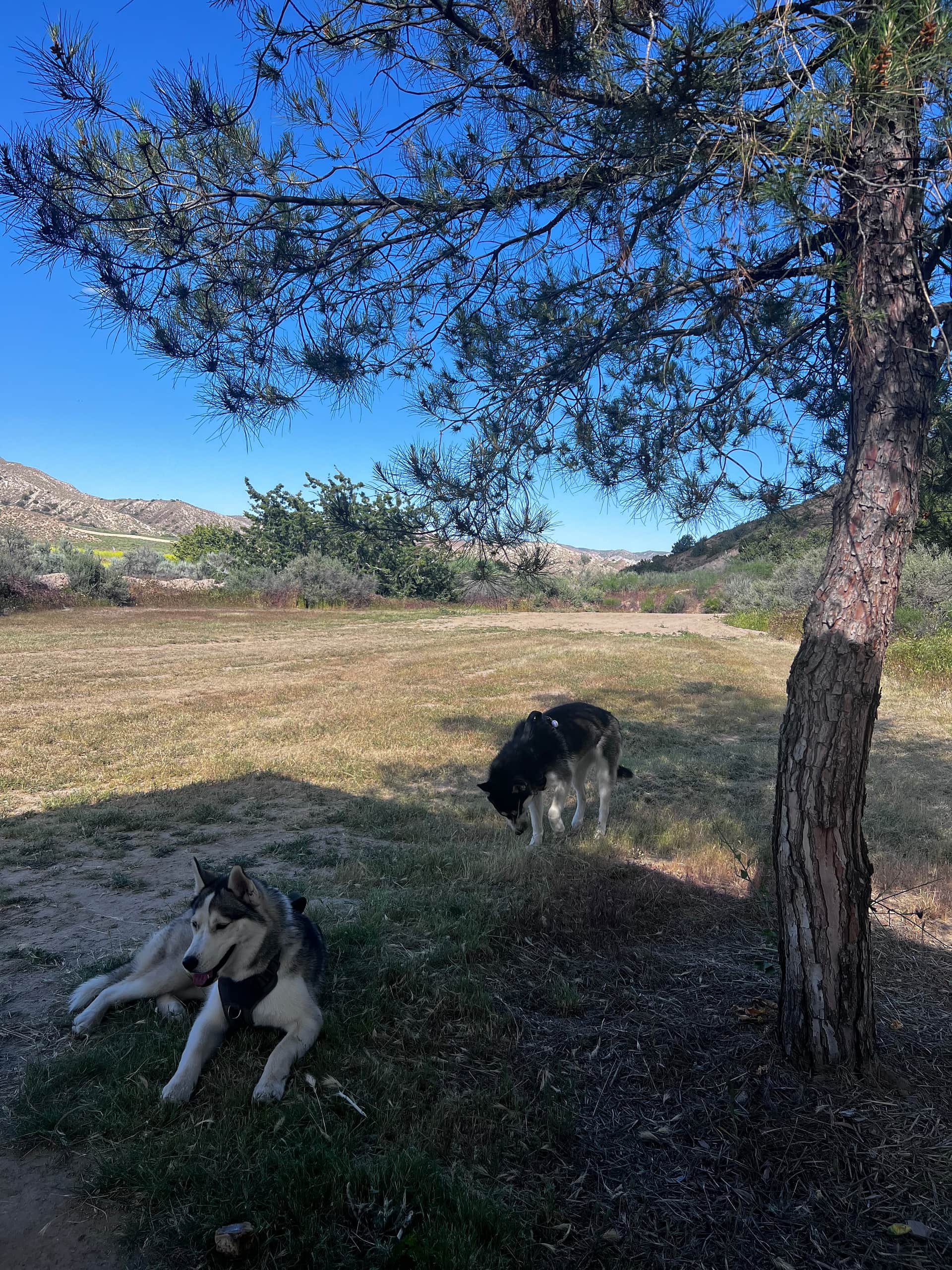Picture of the site