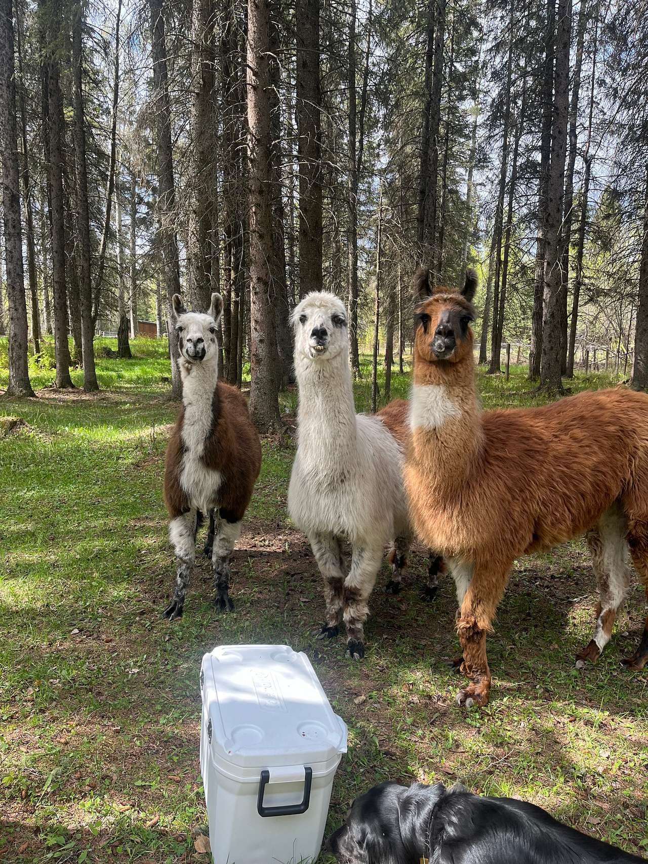 They came right up to our site! 