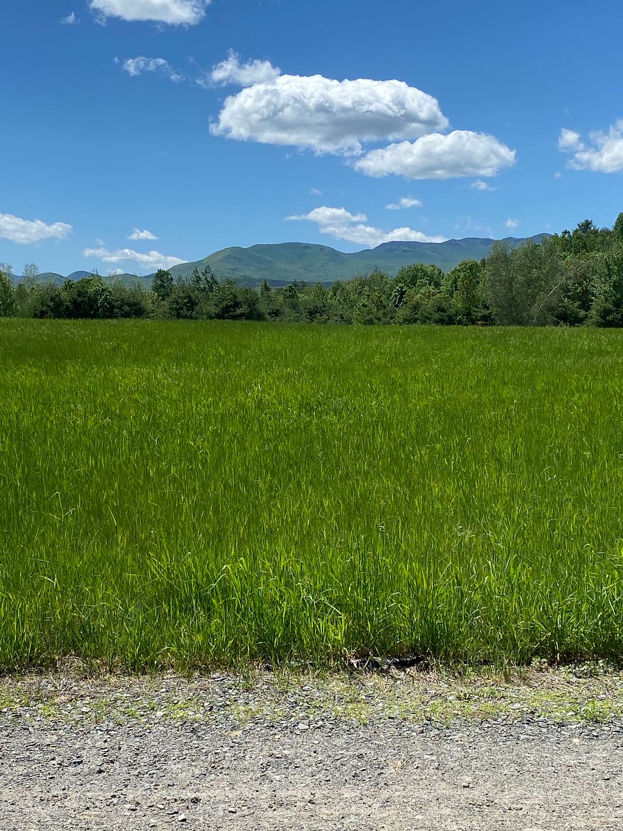 ADK Saddle Hill