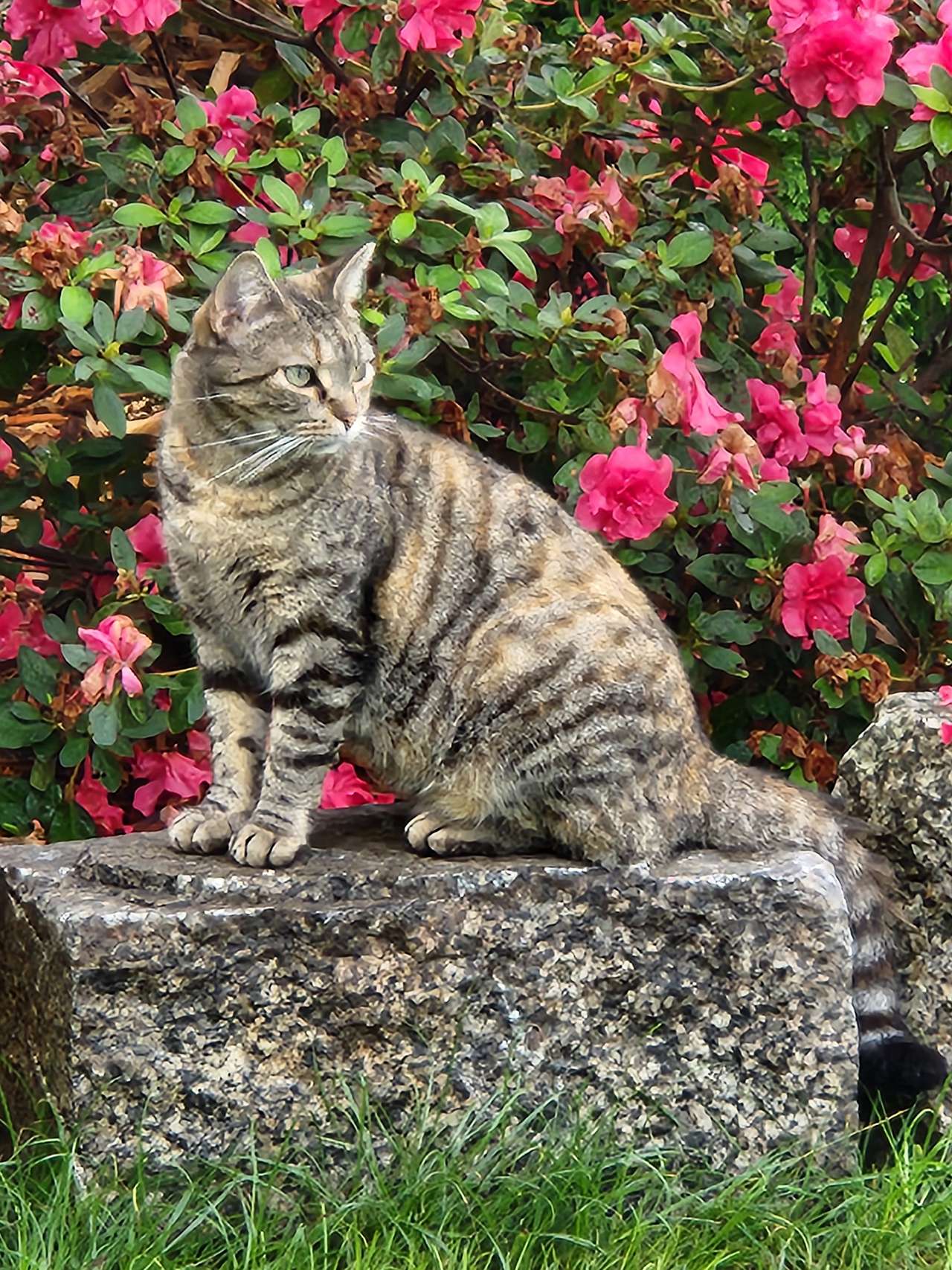 Felidae Farm