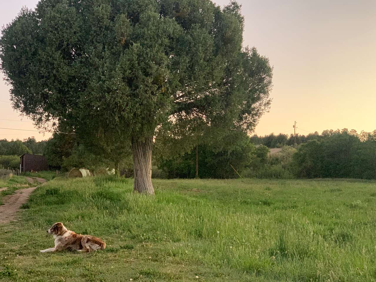 View pets photos of Two Hawk Ranch